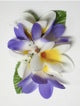 Plumeria hair clip #22 Purple /white