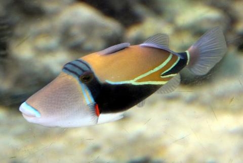 Hawaii State Fish Caps